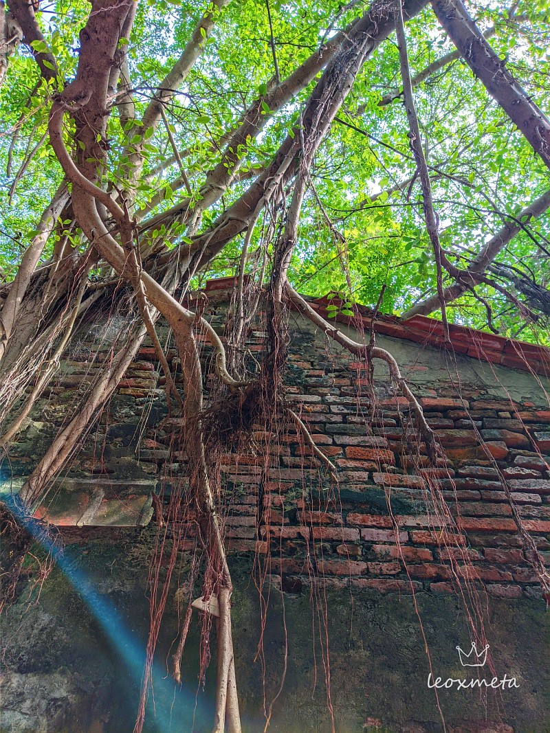 安平樹屋-共榮共生的樹根與屋瓦
