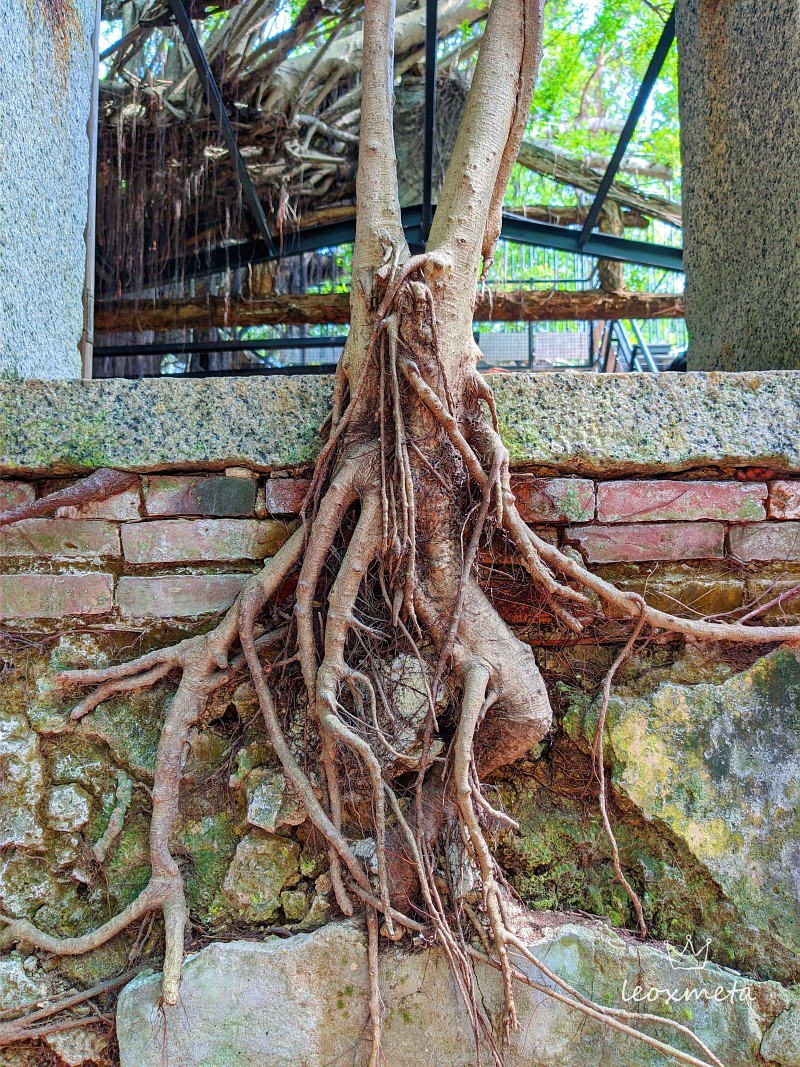 台南人氣景點-安平樹屋-滿佈榕樹盤根錯節的根枝