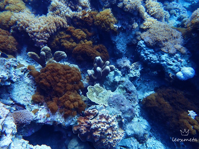 綠島珊瑚礁