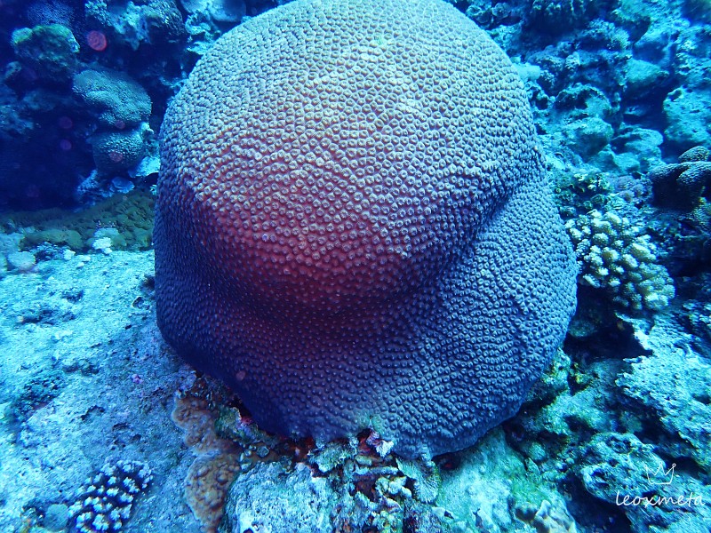 綠島潛水-珊瑚礁